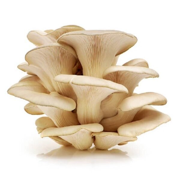 Fresh Oyster Mushroom